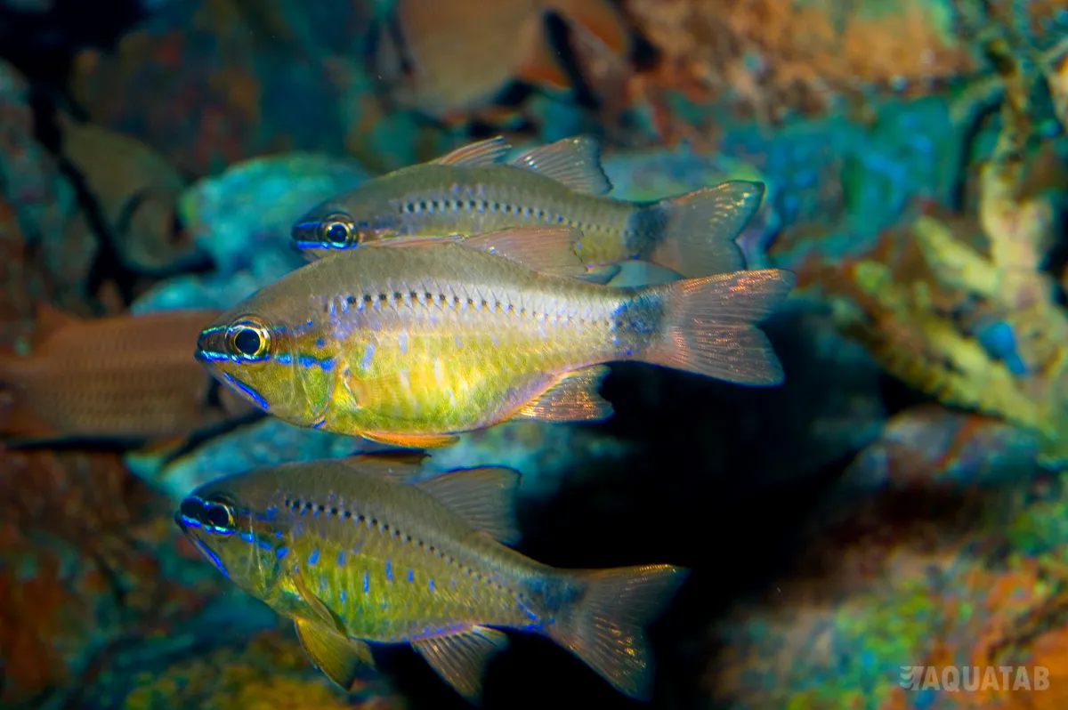 Fotografie druhu Ostorhinchus fleurieu