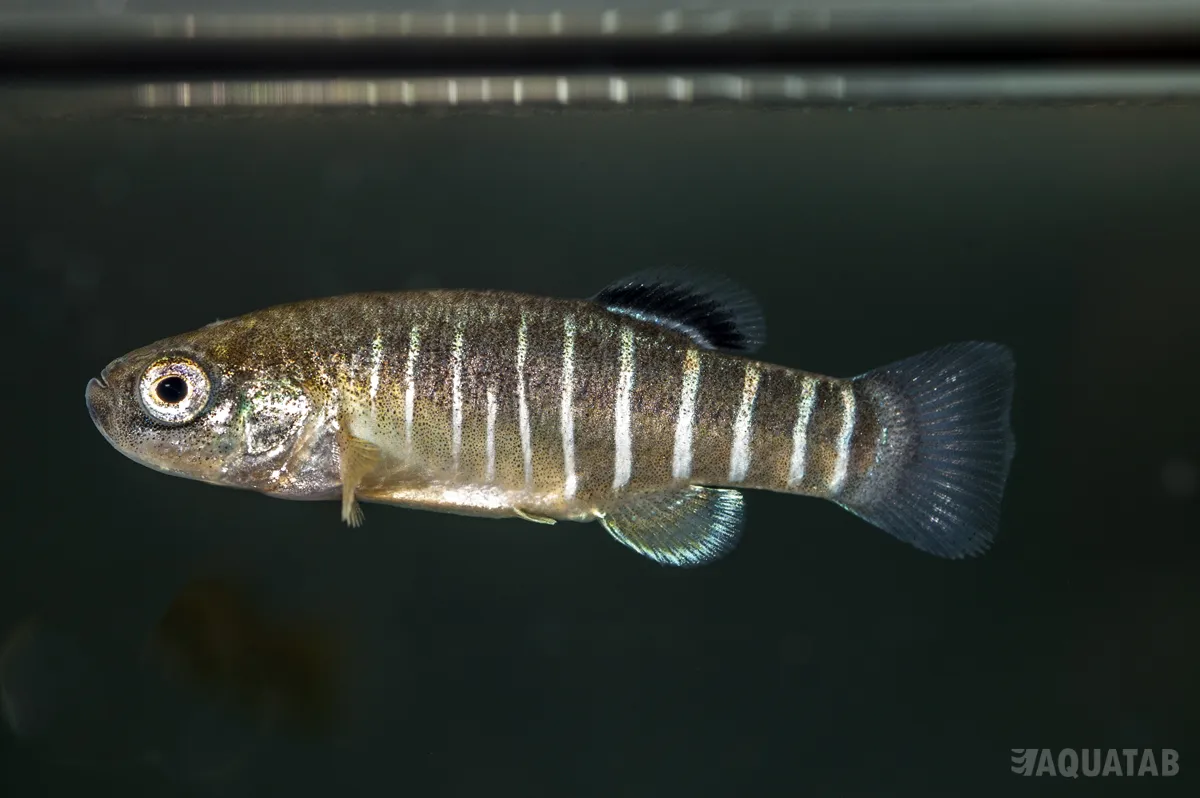 Fotografie druhu Esmaeilius vladykovi Baldaji