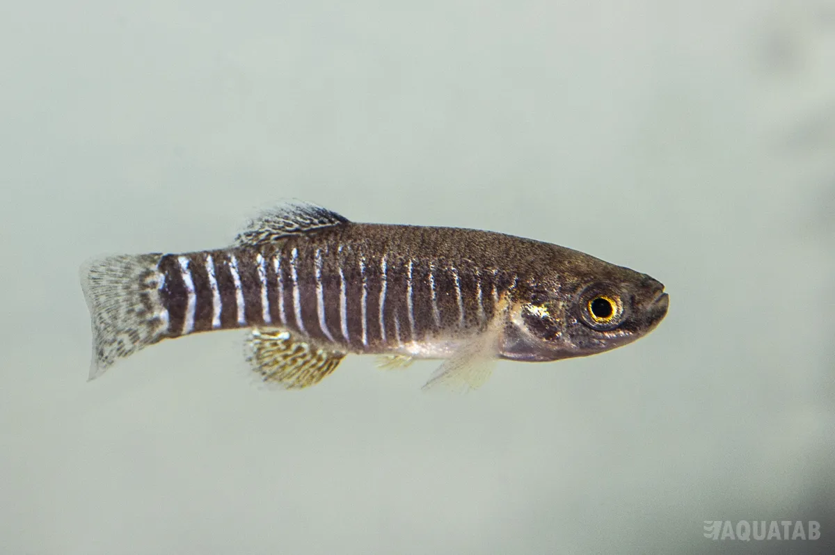 Fotografie druhu Esmaeilius arakensis