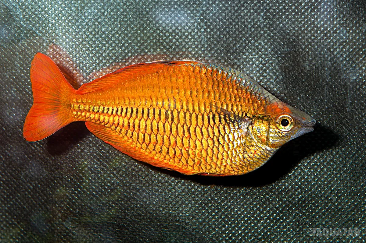 Fotografie druhu Melanotaenia sp.