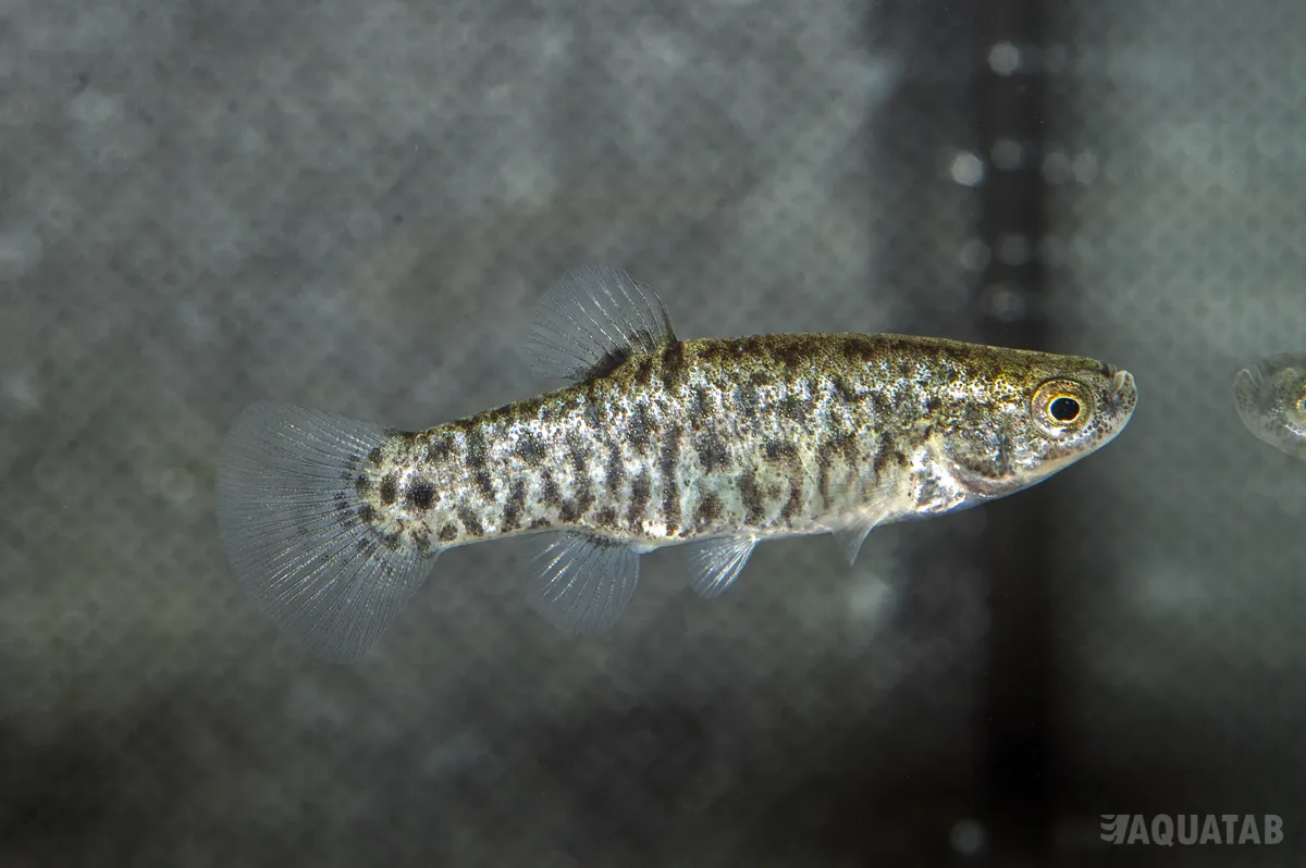 Fotografie druhu Anatolichthys danfordii Soysalli