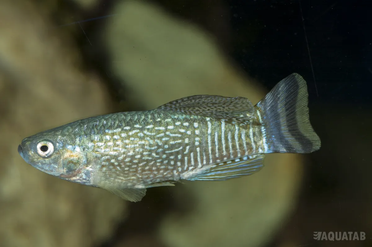 Fotografie druhu Aphaniops dispar