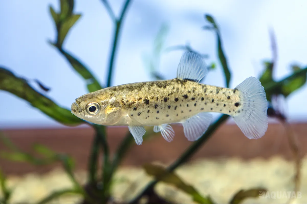 Fotografie druhu Anatolichthys danfordii Soysalli