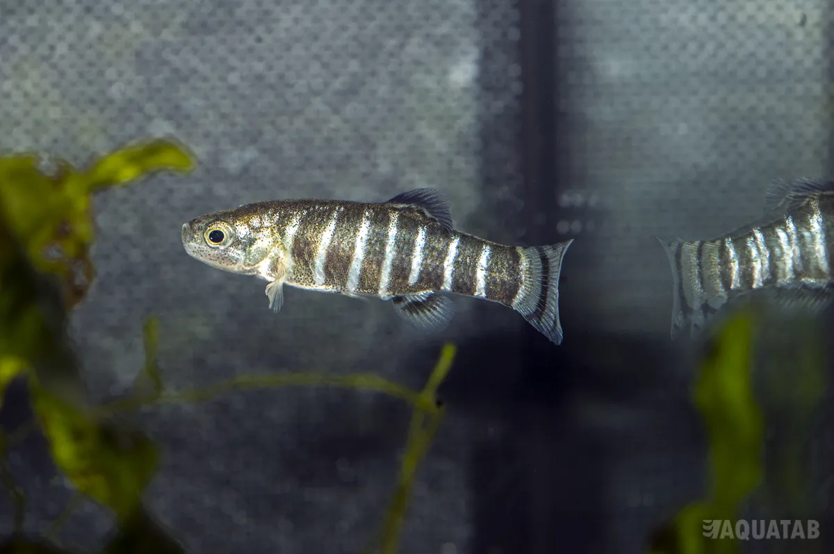 Fotografie druhu Anatolichthys danfordii Soysalli