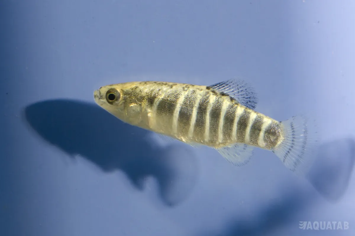 Fotografie druhu Anatolichthys danfordii Soysalli