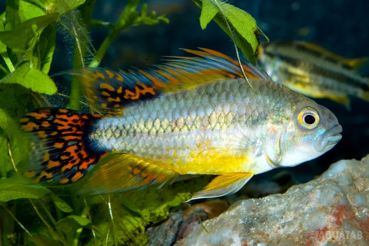 Fotografie druhu Apistogramma cacatuoides Double Red
