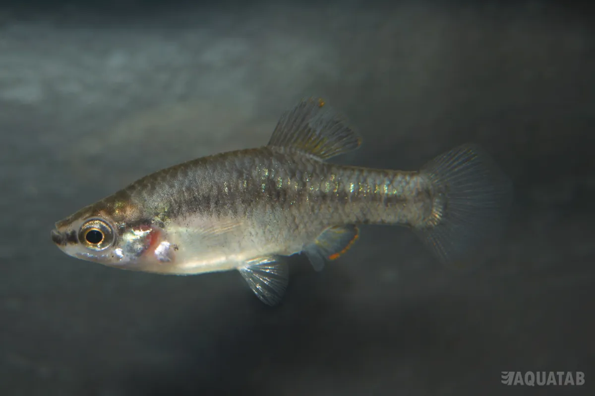 Fotografie druhu Zoogoneticus quitzeoensis