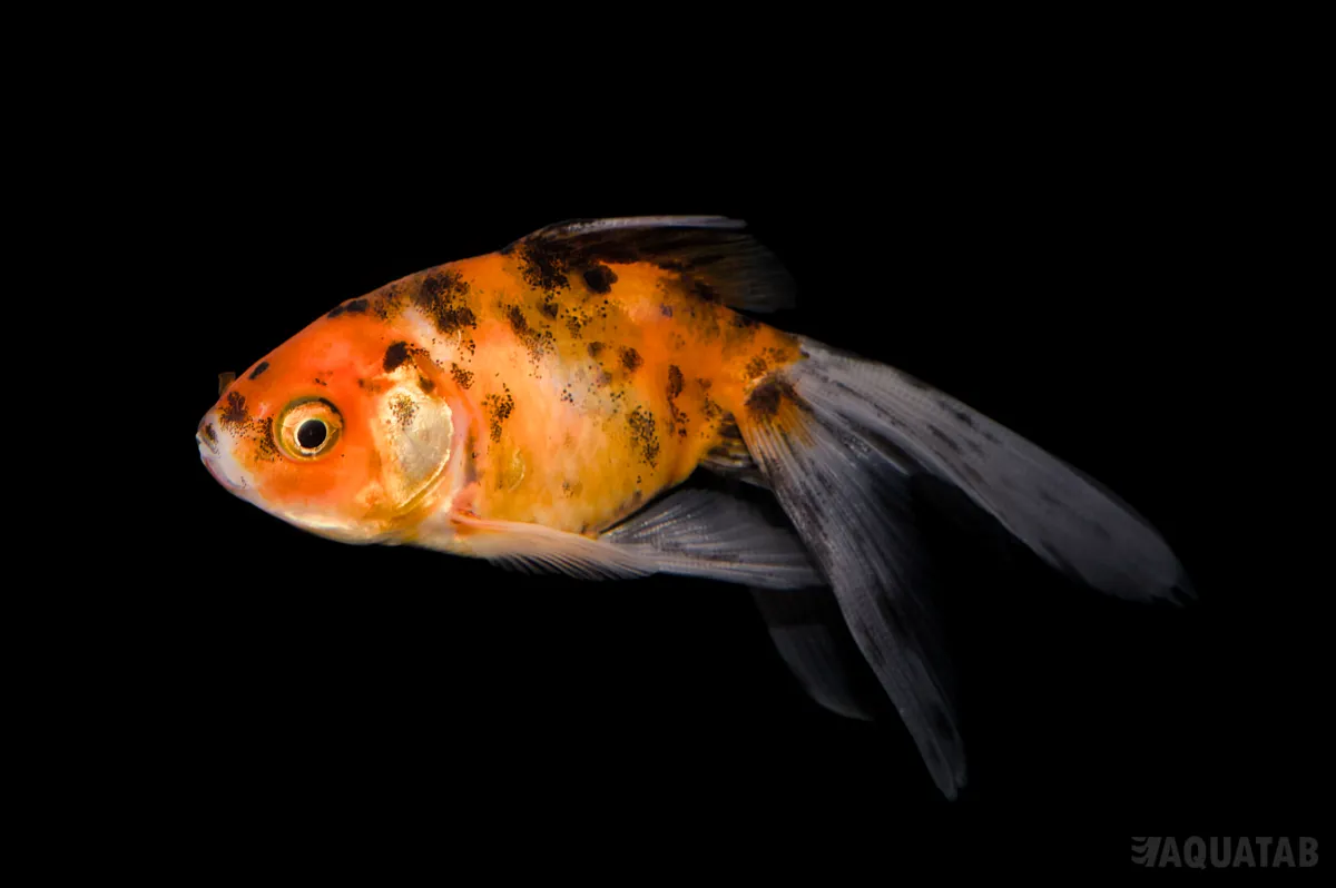Fotografie druhu Carassius auratus