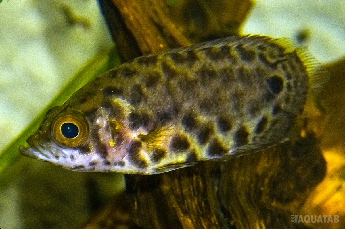 Fotografie druhu Ctenopoma acutirostre