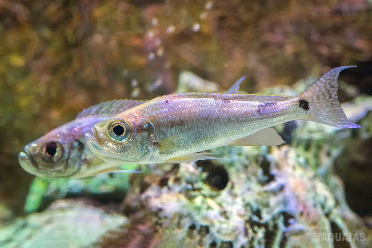 Fotografie druhu Haplotaxodon microlepis