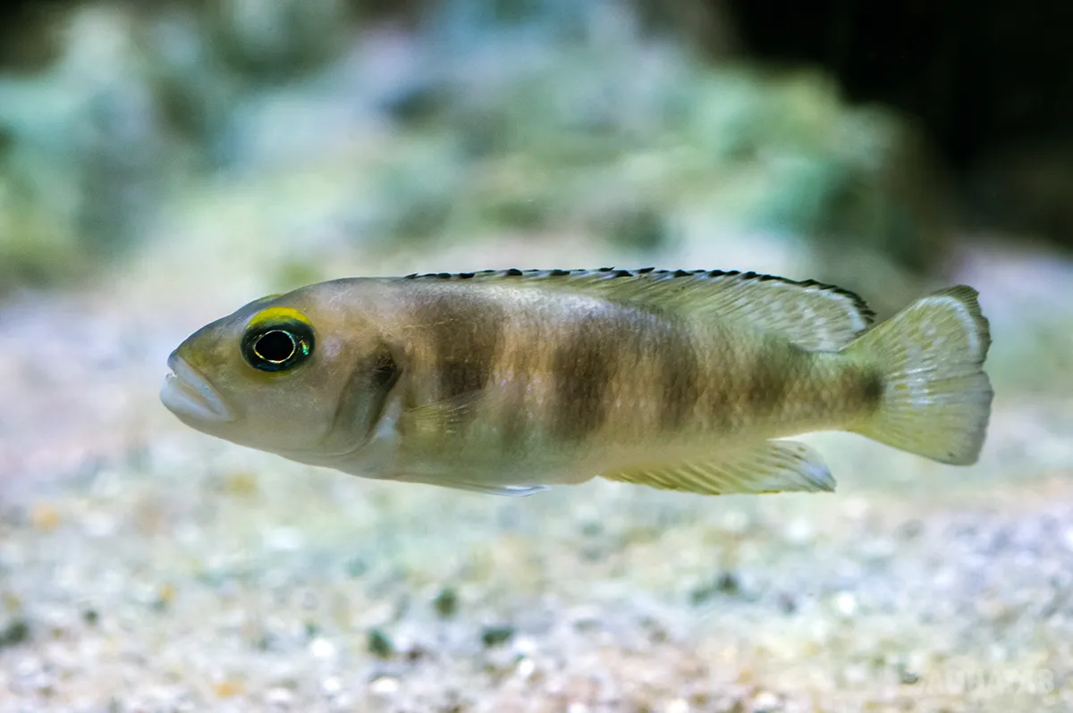 Fotografie druhu Lepidiolamprologus meeli