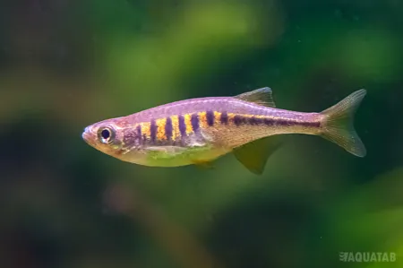 Fotografie druhu Inlecypris auropurpurea