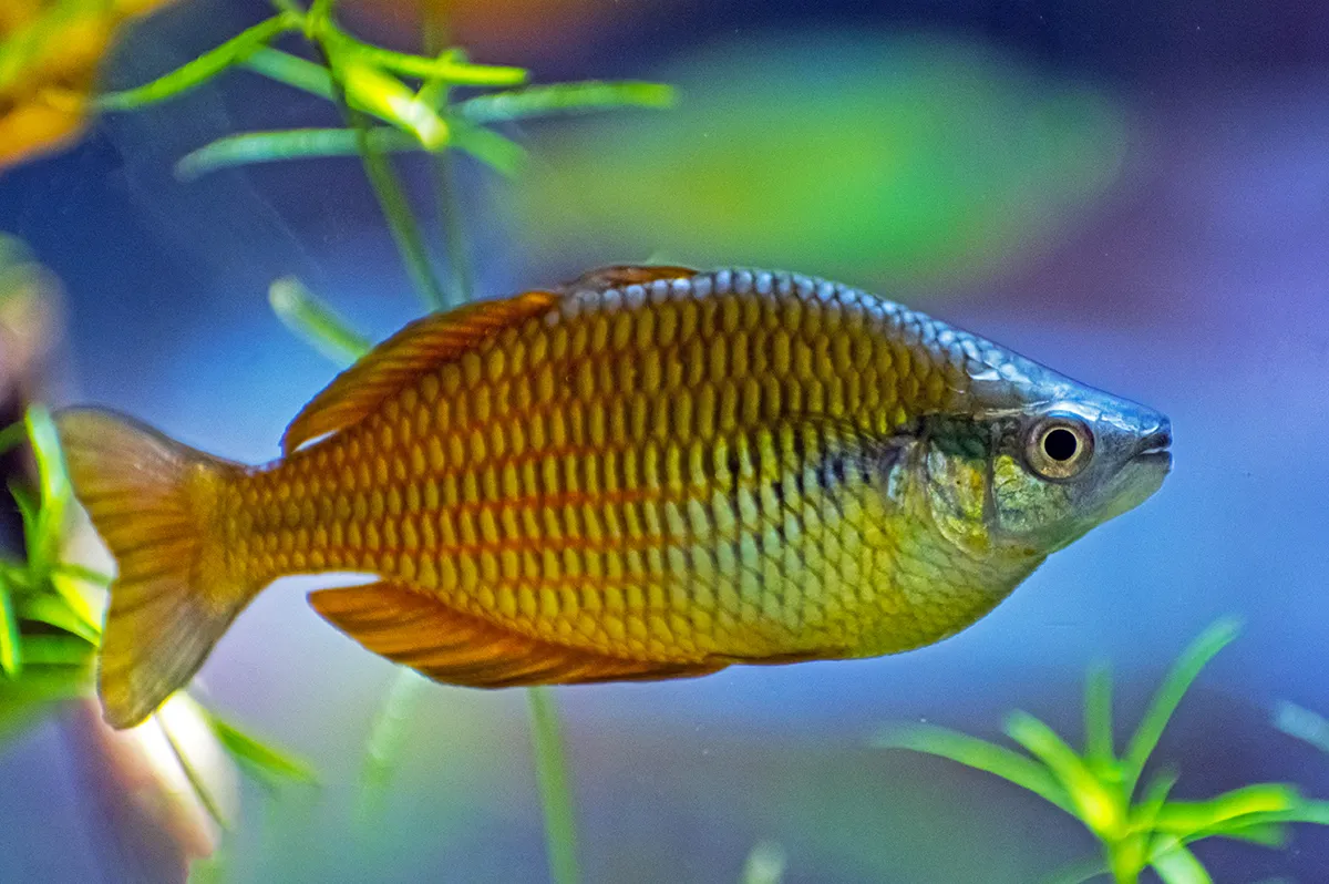 Fotografie druhu Melanotaenia parva