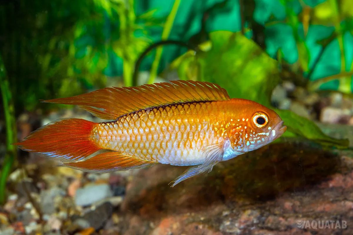 Fotografie druhu Apistogramma agassizii Fire Red