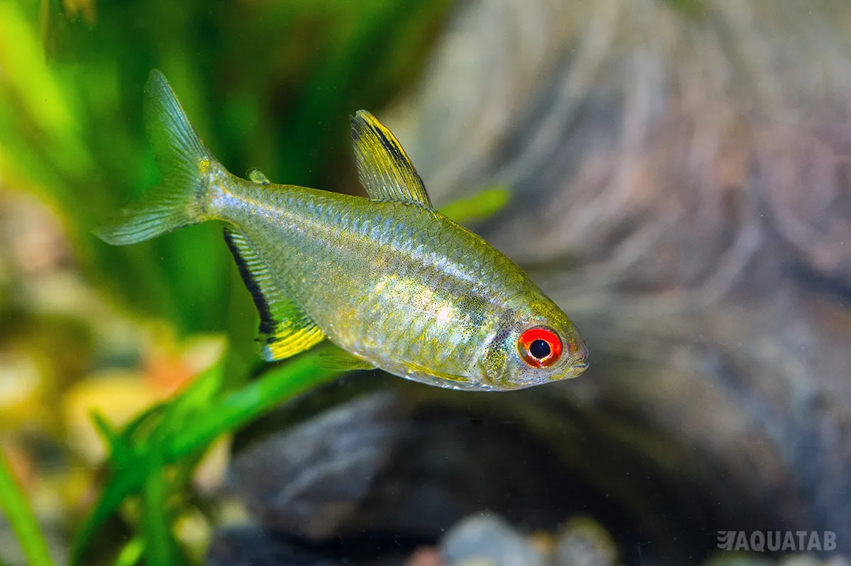 Fotografie druhu Hyphessobrycon pulchripinnis