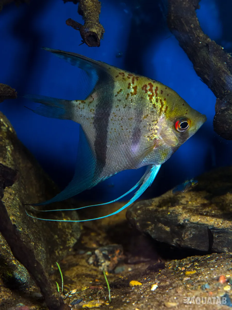 Fotografie druhu Pterophyllum scalare Red Dragon