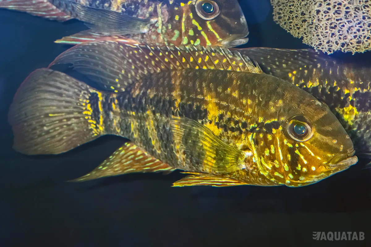 Fotografie druhu Aequidens paloemeuensis