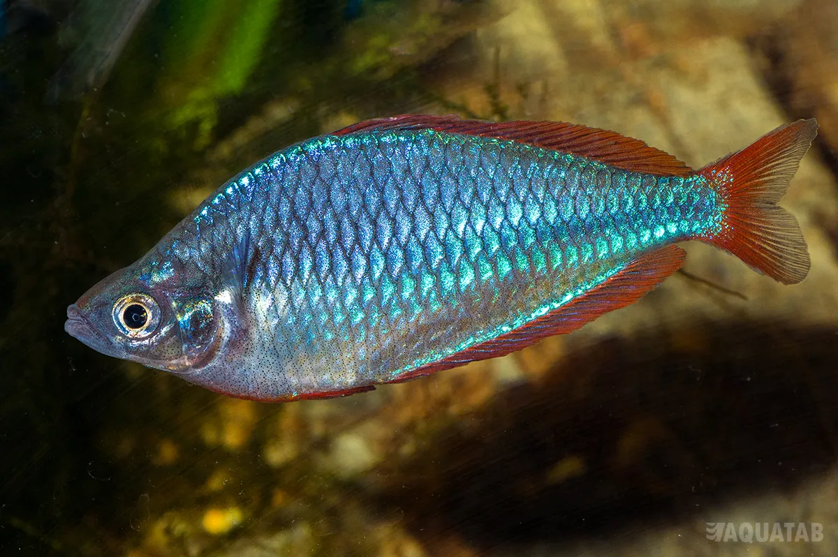 Fotografie druhu Melanotaenia praecox