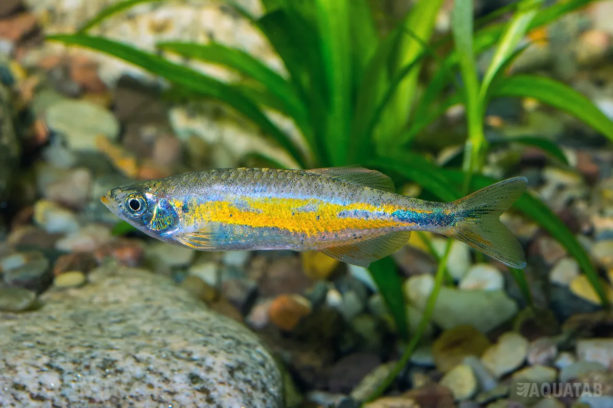 Fotografie druhu Devario sp.