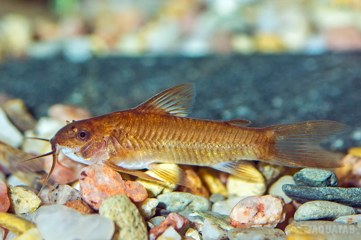 Fotografie druhu Aspidoras raimundi Red