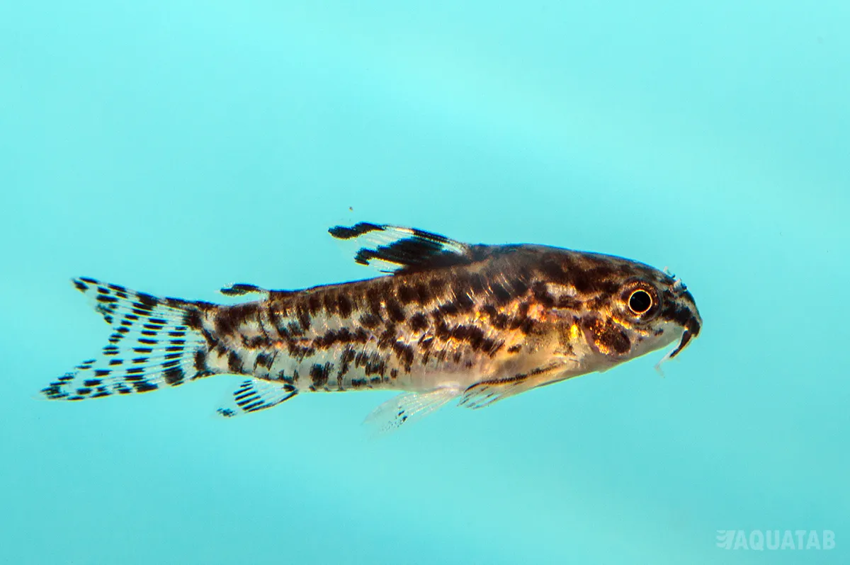 Fotografie druhu Gastrodermus pauciradiatus