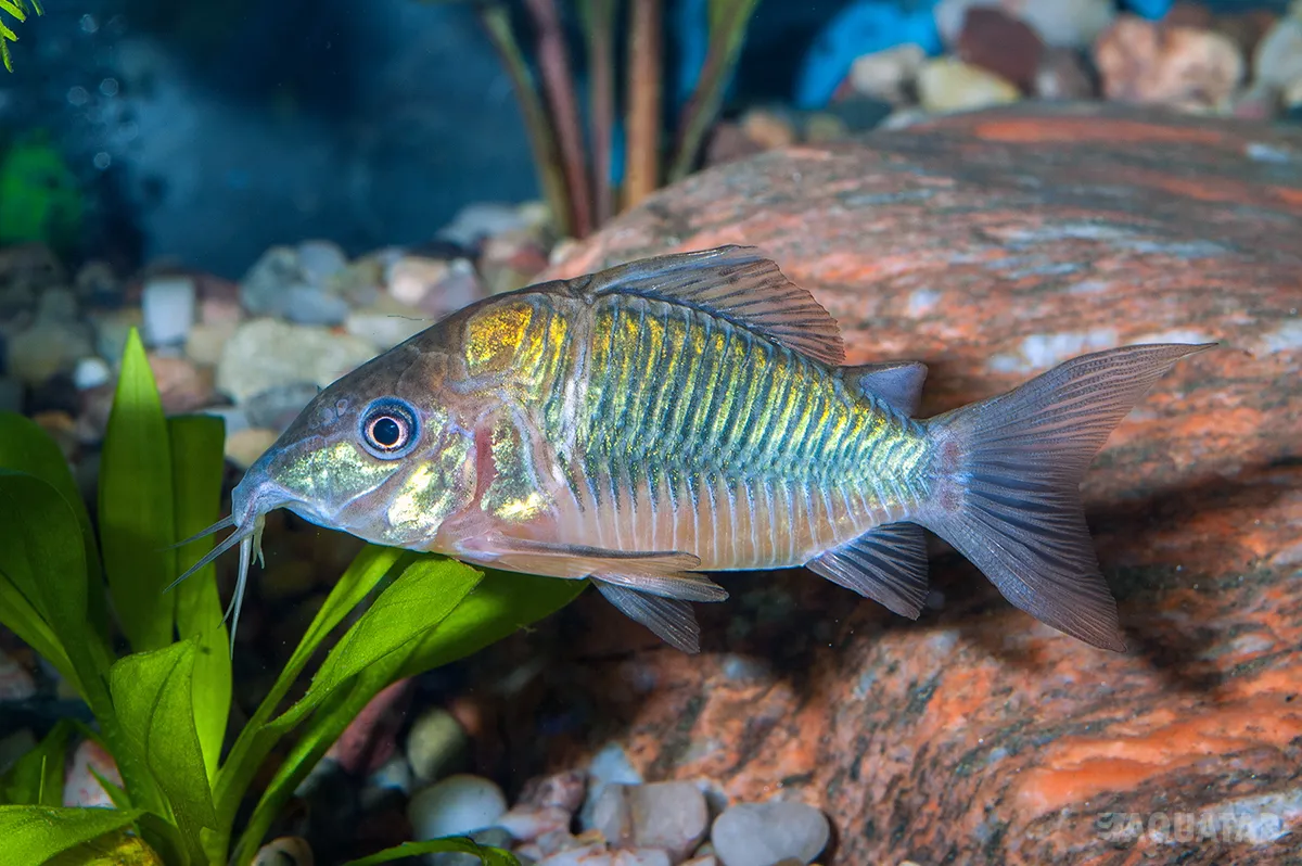 Fotografie druhu Brochis splendens