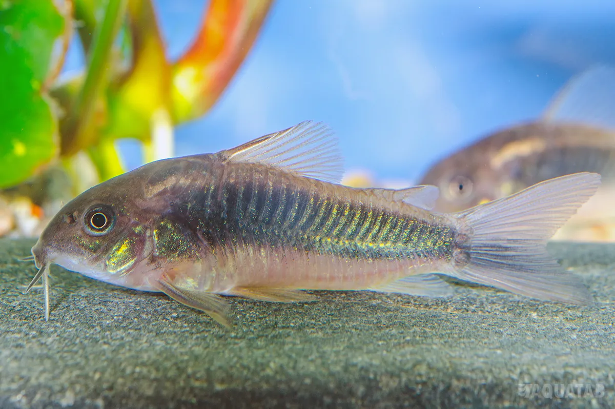 Fotografie druhu Osteogaster aenea