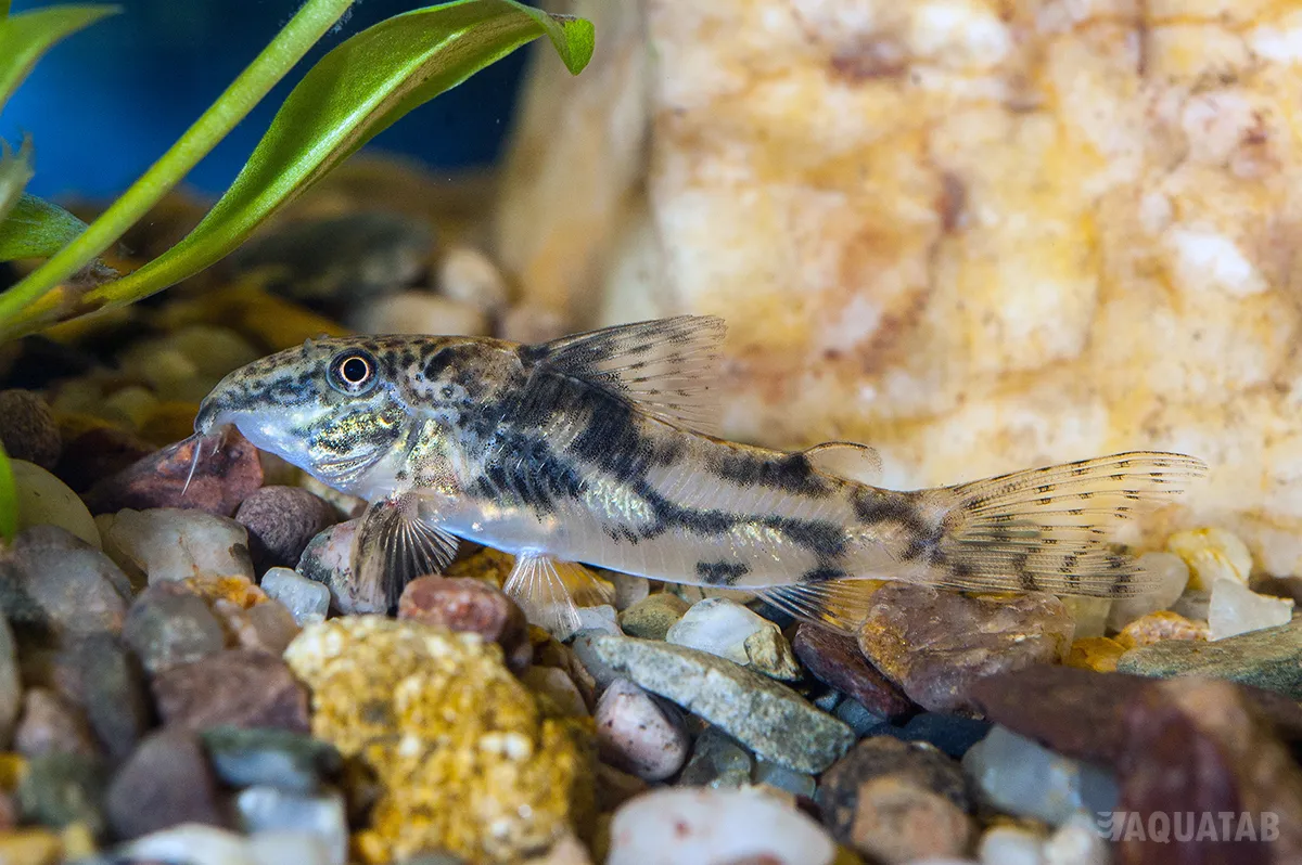 Fotografie druhu Scleromystax barbatus