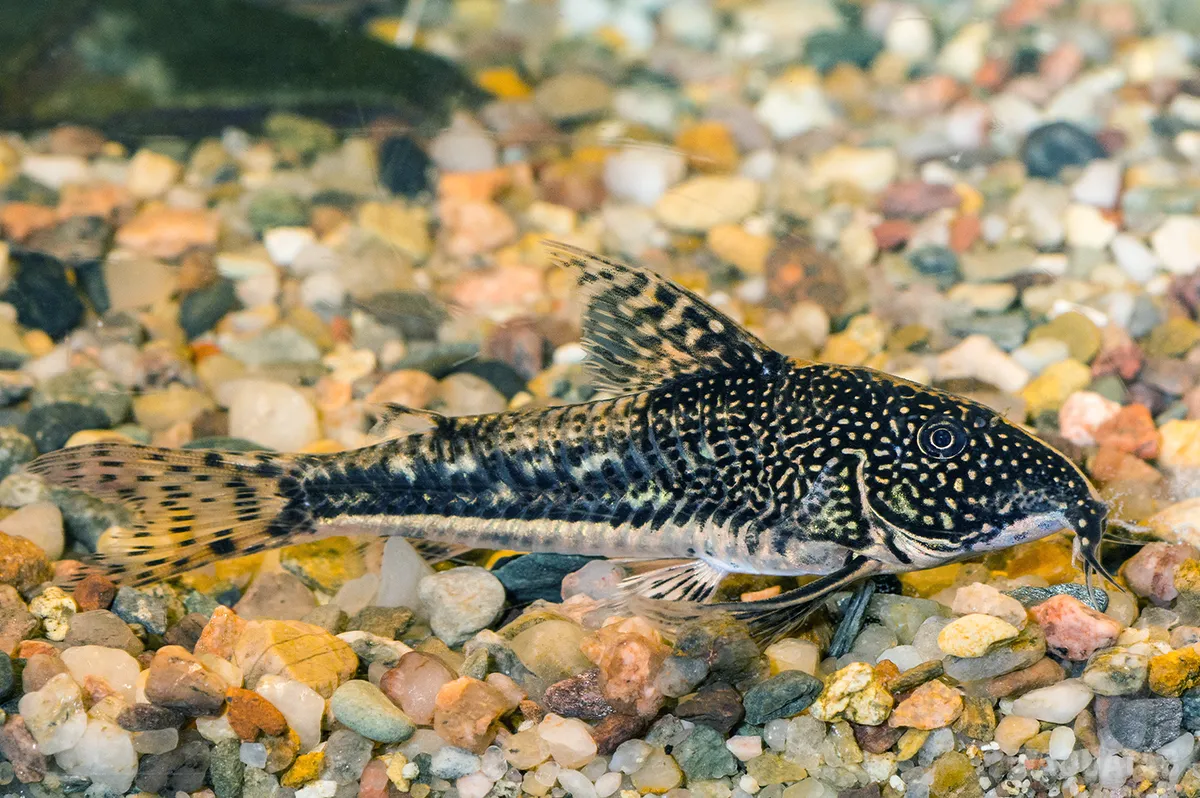 Fotografie druhu Scleromystax barbatus