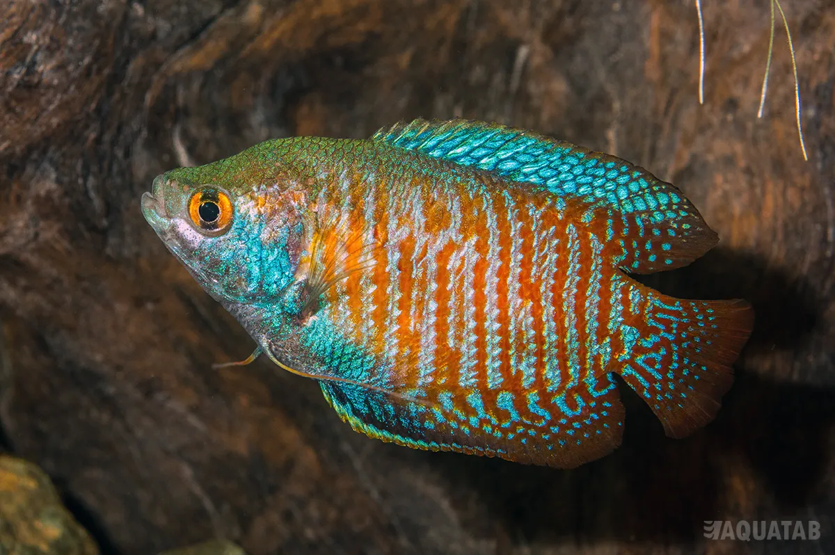 Fotografie druhu Trichogaster fasciata