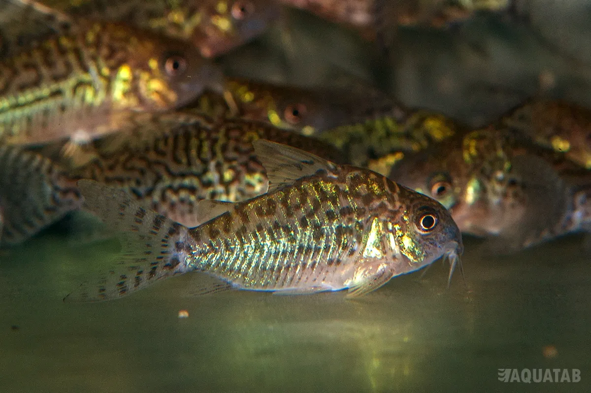 Fotografie druhu Brochis sodalis