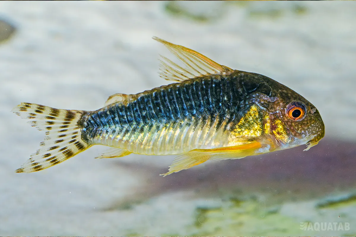 Fotografie druhu Hoplisoma gossei