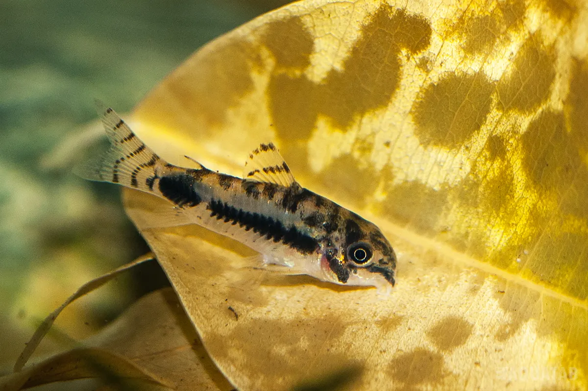 Fotografie druhu Hoplisoma habrosum