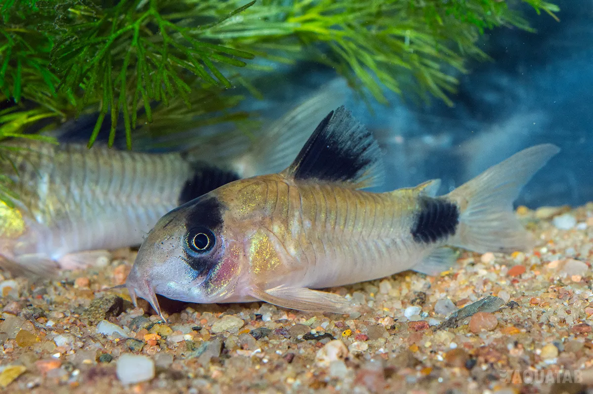 Fotografie druhu Hoplisoma panda