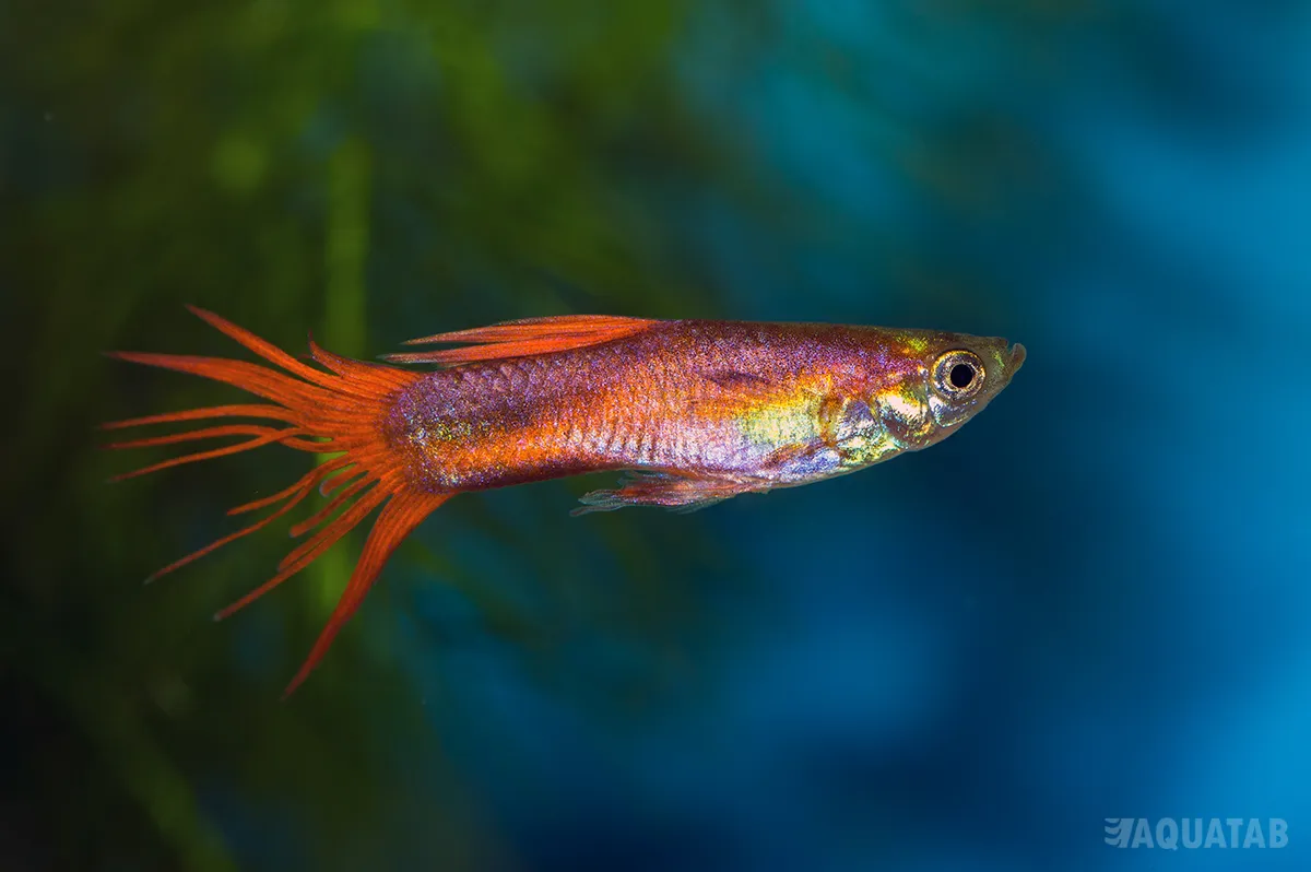 Fotografie druhu Poecilia reticulata Crown Tail Red