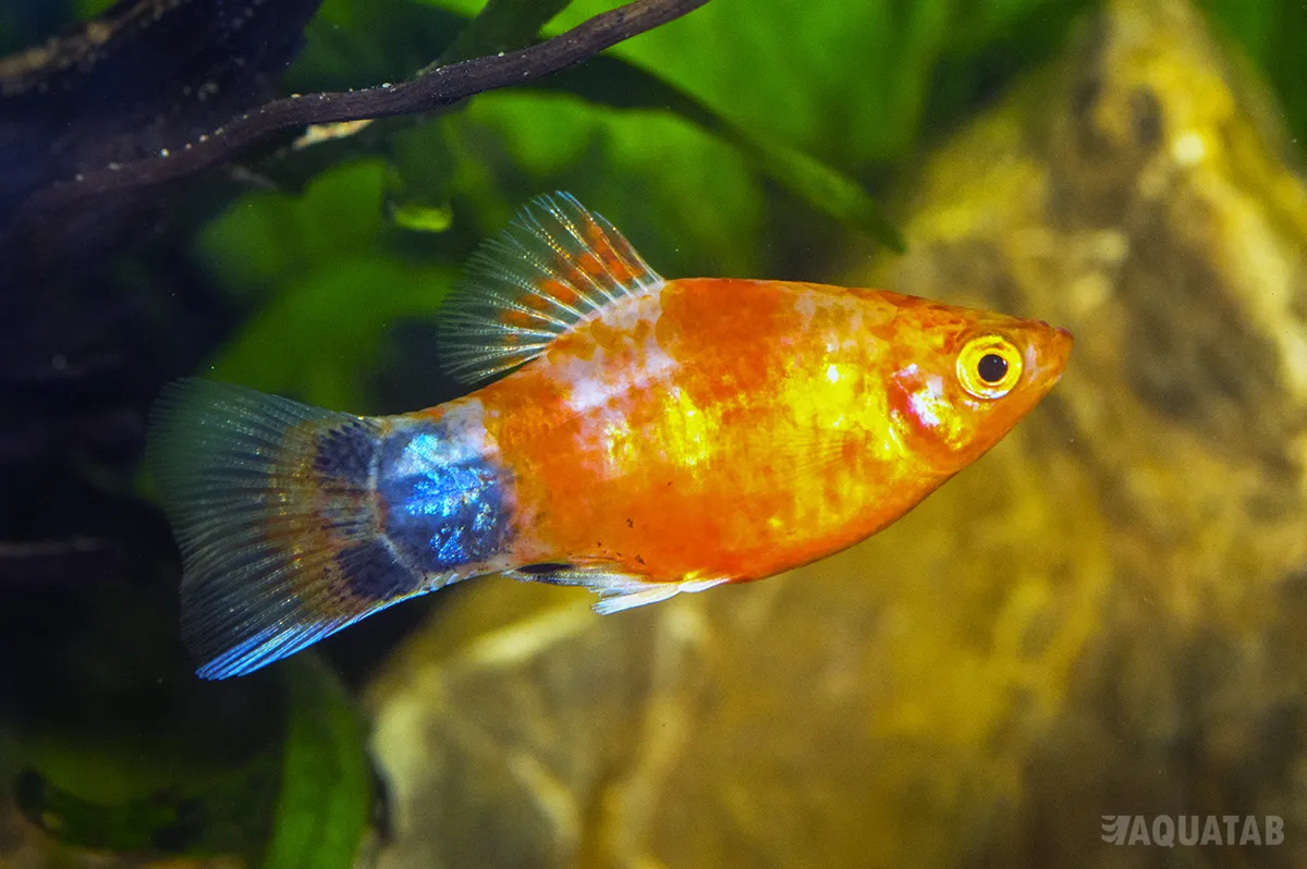 Fotografie druhu Xiphophorus maculatus Bleeding Heart Mickey Mouse