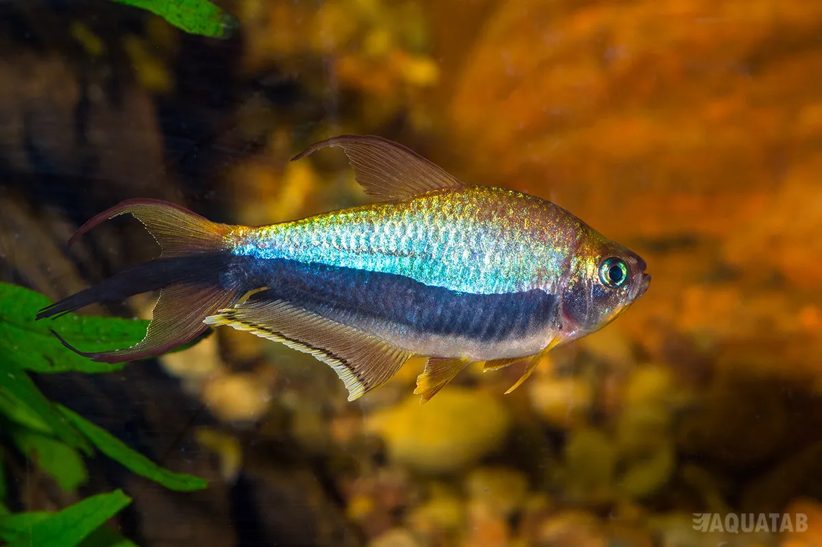 Fotografie druhu Nematobrycon palmeri