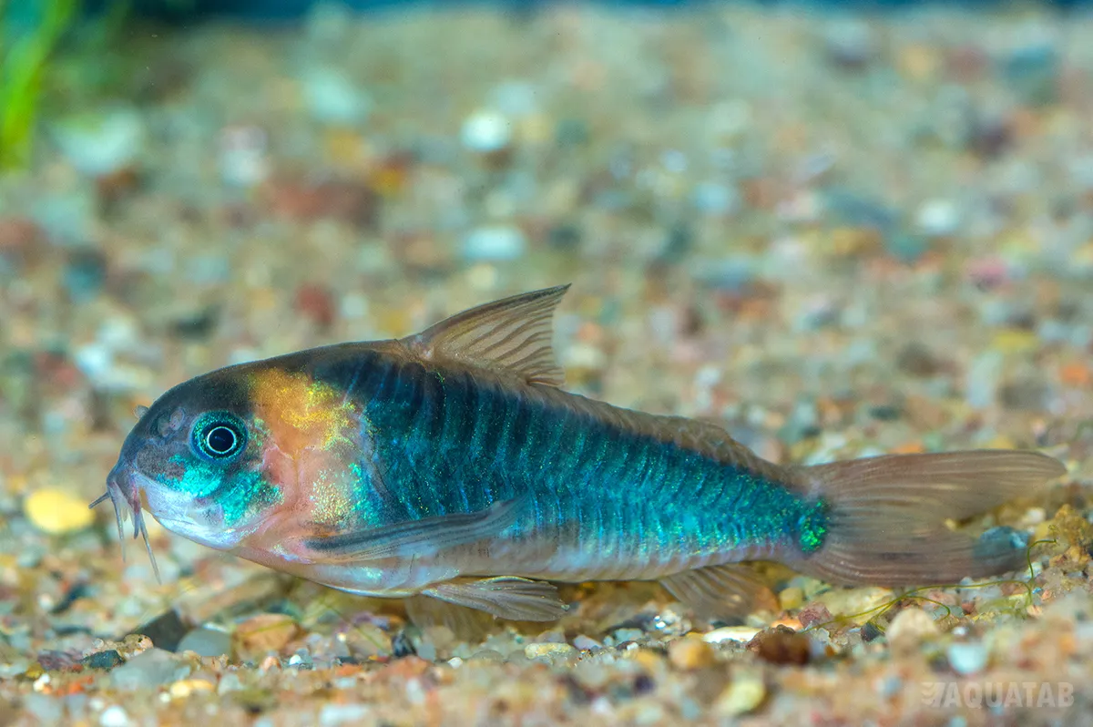 Fotografie druhu Osteogaster eques