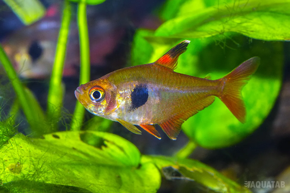 Fotografie druhu Megalamphodus sweglesi