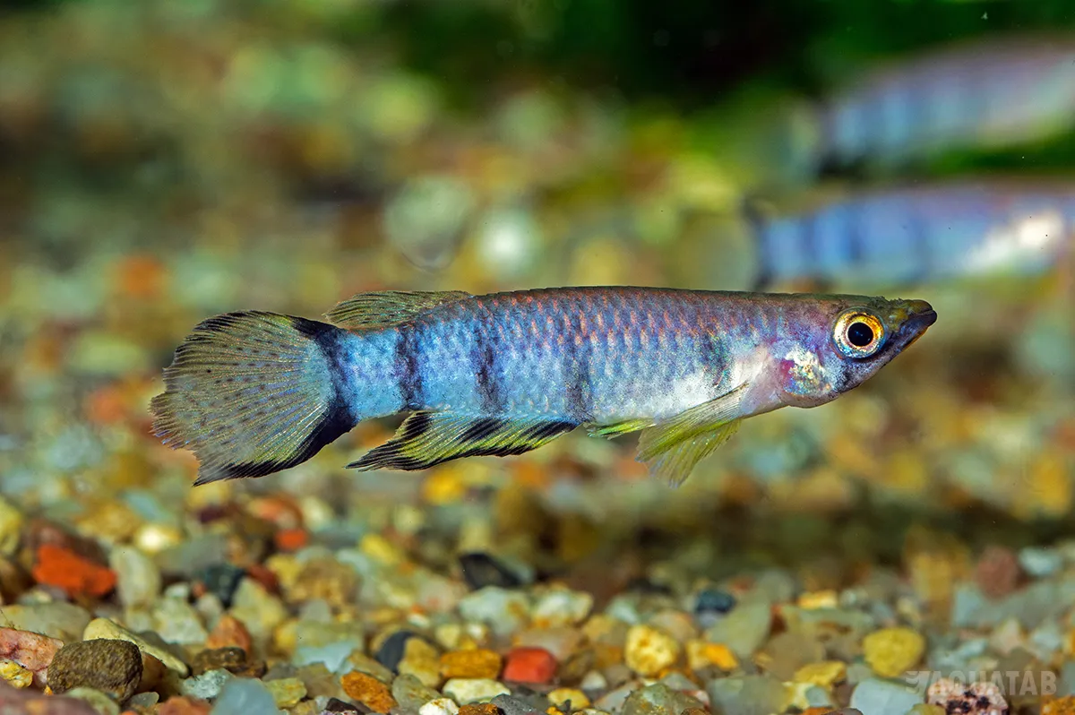 Fotografie druhu Epiplatys monroviae