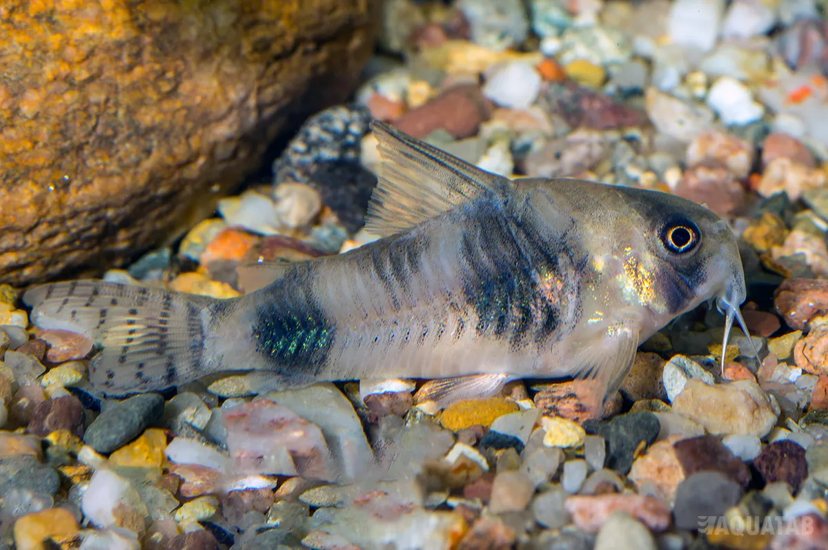 Fotografie druhu Hoplisoma tukano