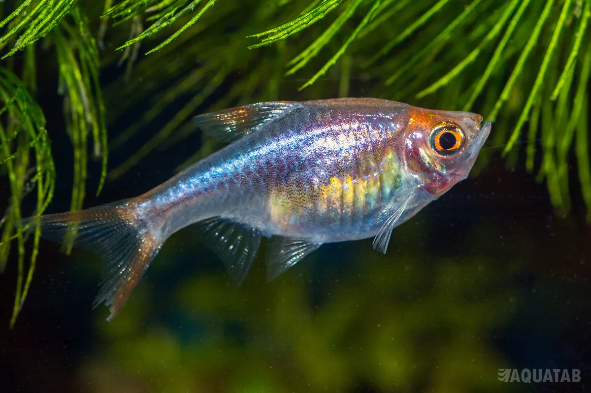 Fotografie druhu Trigonostigma heteromorpha Black