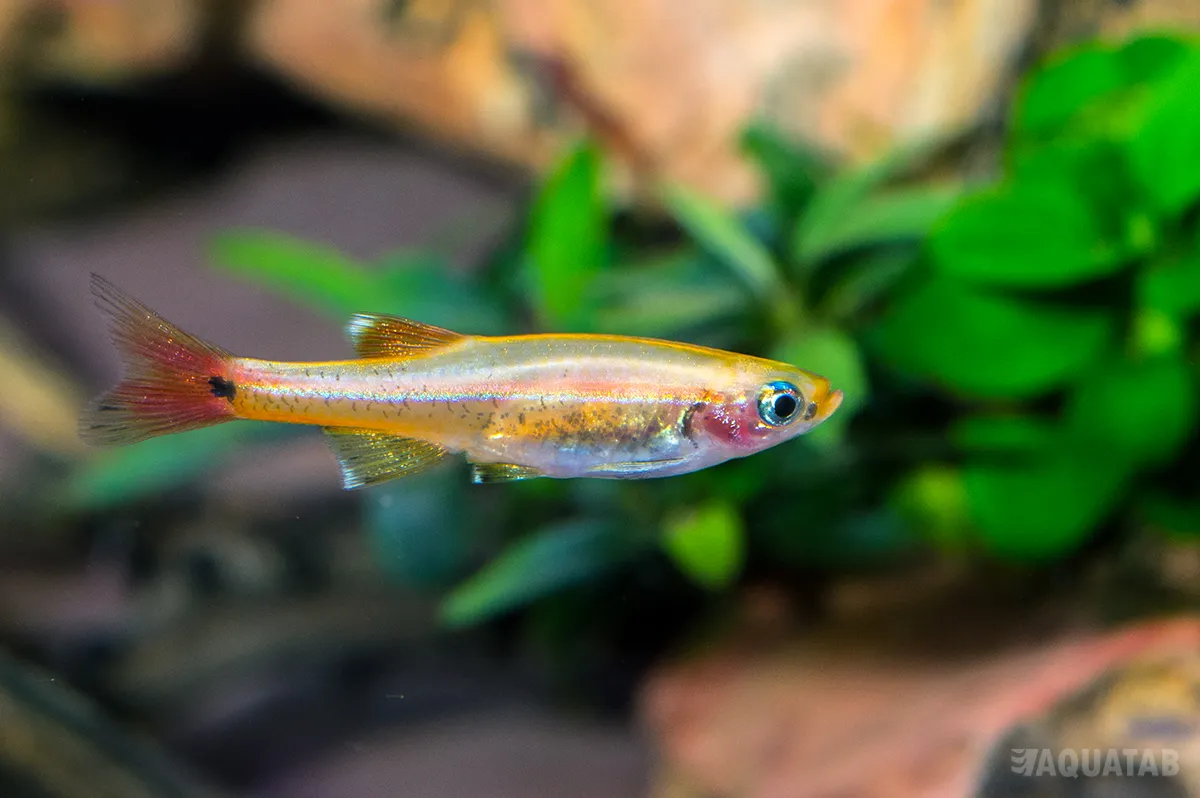 Fotografie druhu Tanichthys albonubes Gold