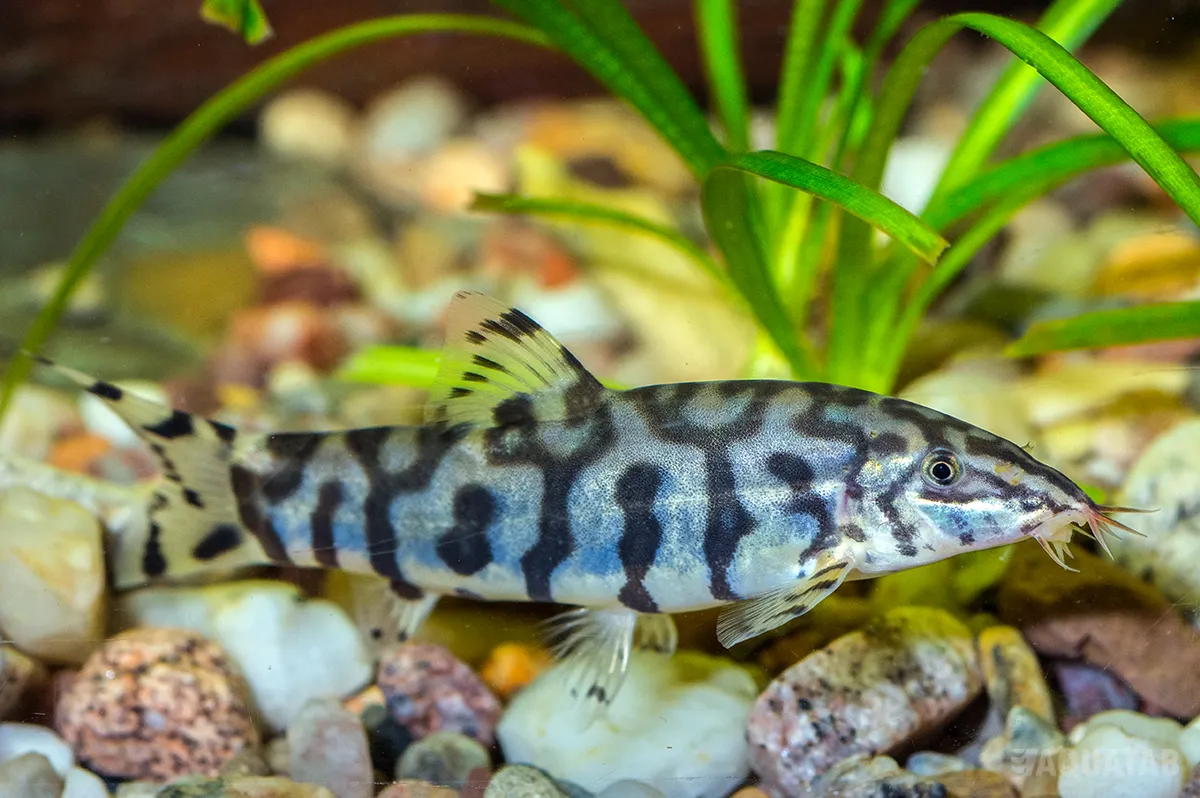 Fotografie druhu Botia lohachata