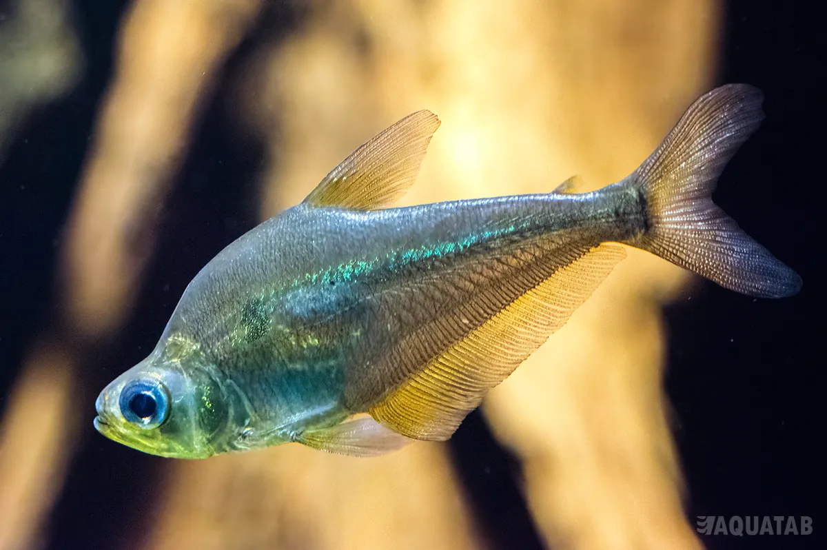 Fotografie druhu Charax gibbosus