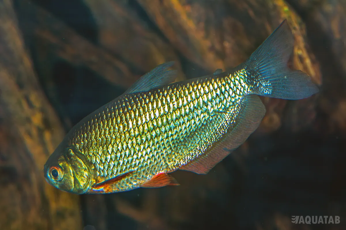 Fotografie druhu Markiana nigripinnis