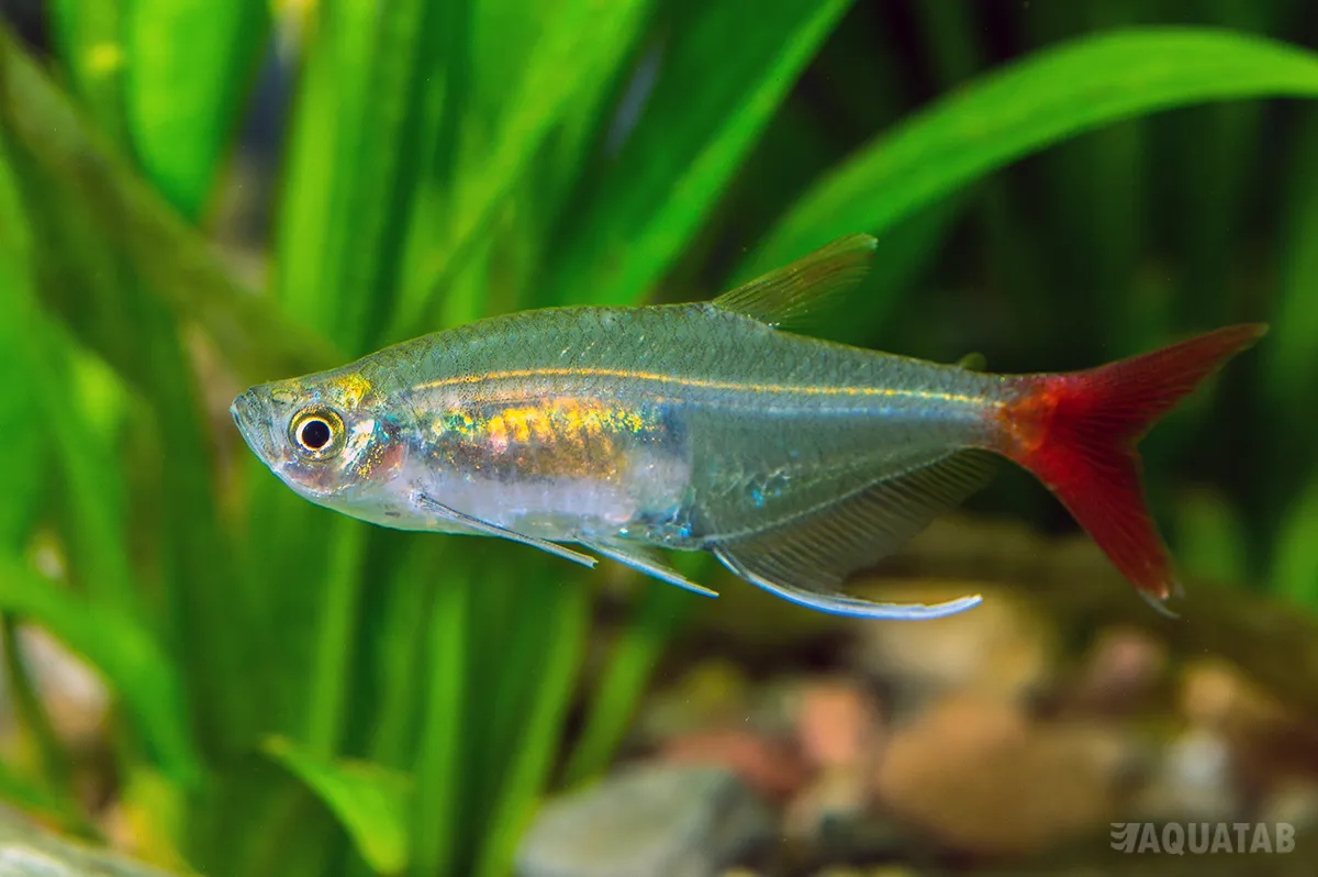 Fotografie druhu Prionobrama filigera