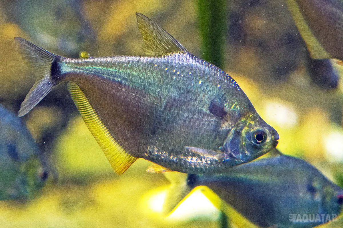 Fotografie druhu Tetragonopterus argenteus