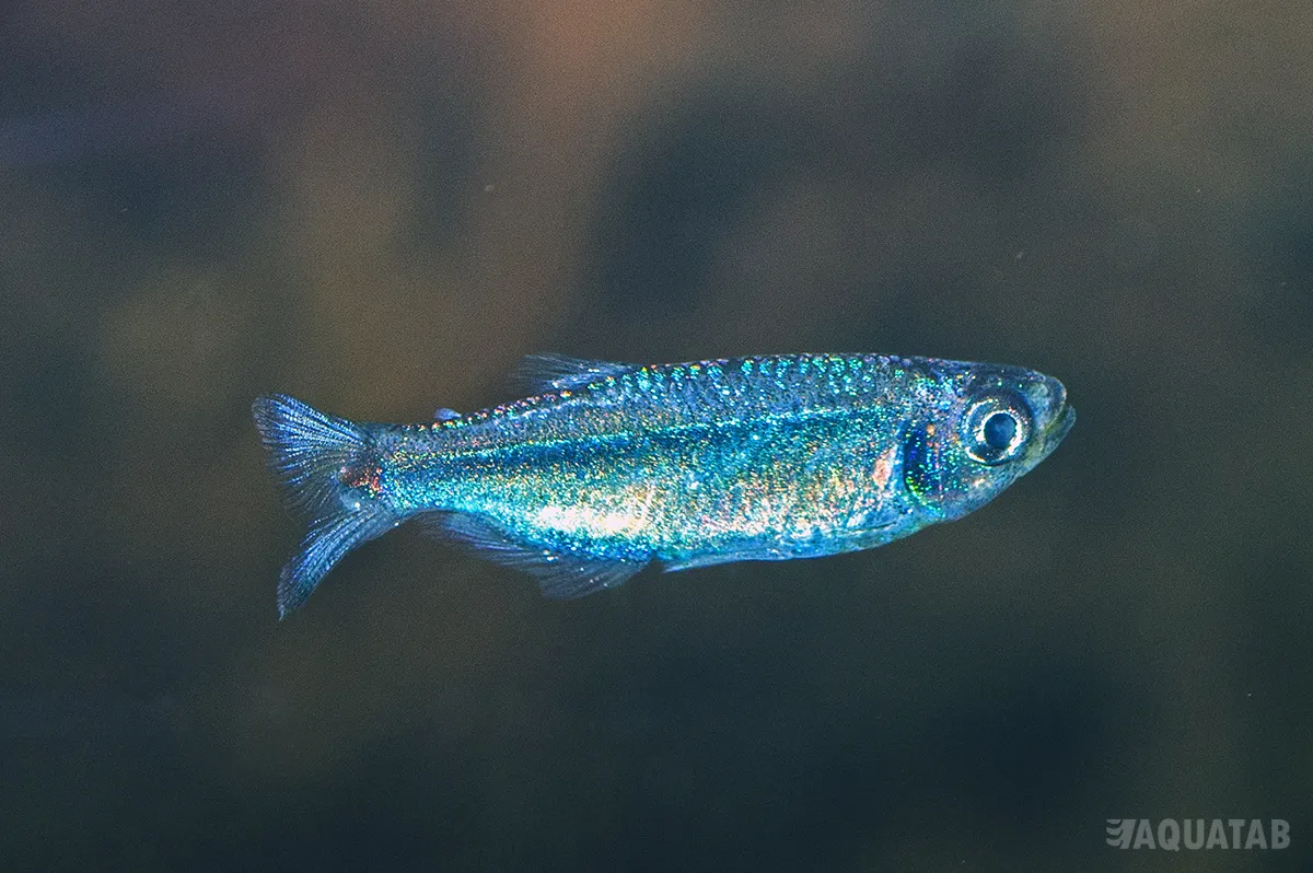 Fotografie druhu Tyttocharax tambopatensis