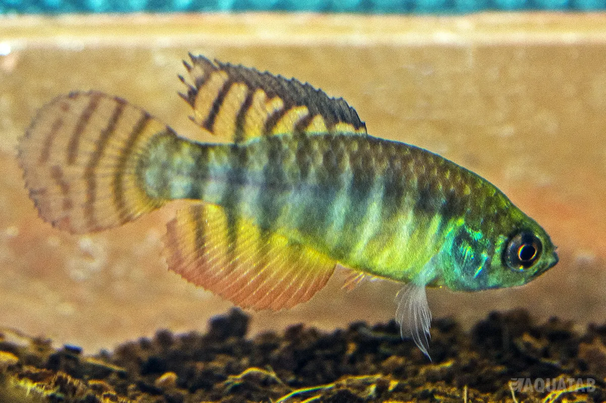 Fotografie druhu Hypsolebias alternatus Brasiliandia BR 2014-07